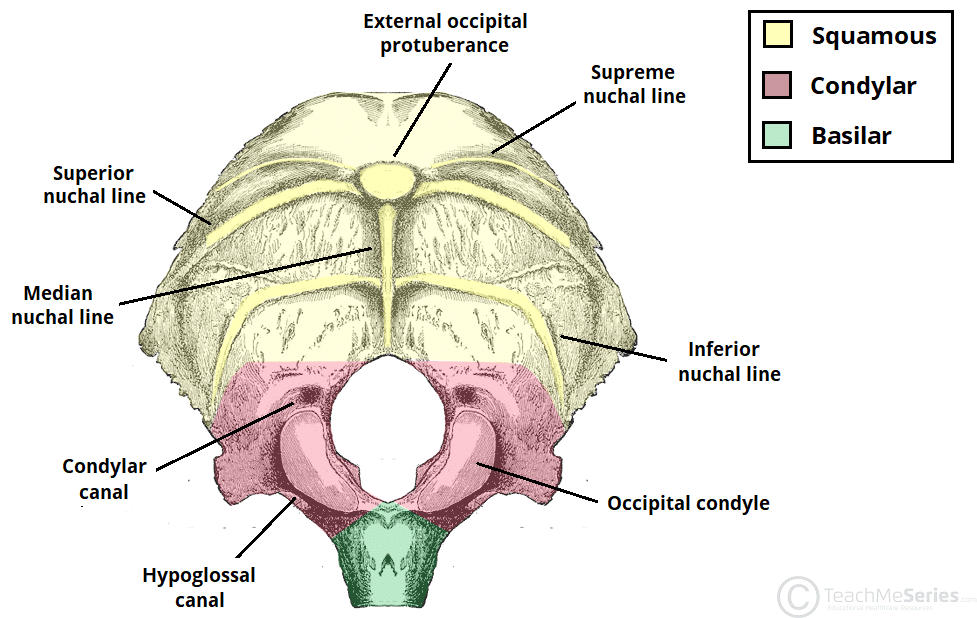 The Occipital Bone Landmarks Attachments Teachmeanatomy 8736