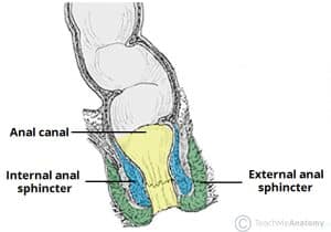 Illustration of the internal and external anal sphincters in the anal canal.