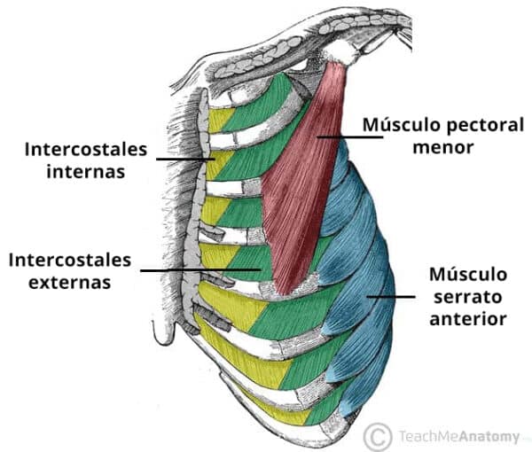 Intercostales Intercostales externos - Inserciones - Acciones - TeachMeAnatomy