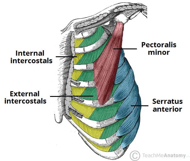 Fig 1 - The external and internal intercostals of the thoracic wall.