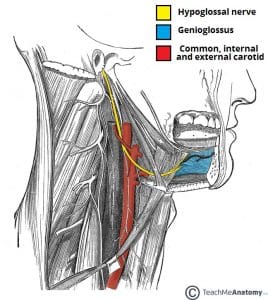 Diagram illustrating the extracranial anatomical course of the hypoglossal nerve (CN XII) in relation to the anterior triangle of the neck and submandibular gland.