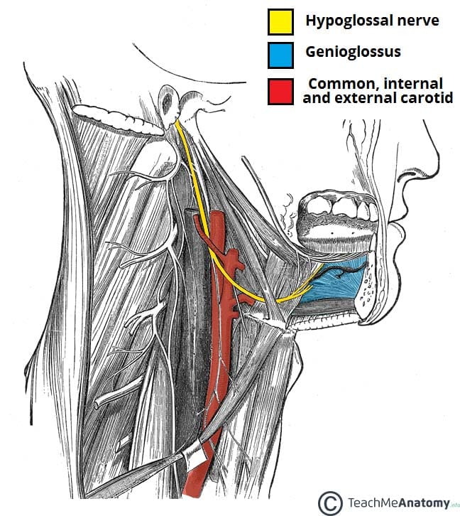 Fig 1.0 - The extracranial anatomical course of the hypoglossal nerve