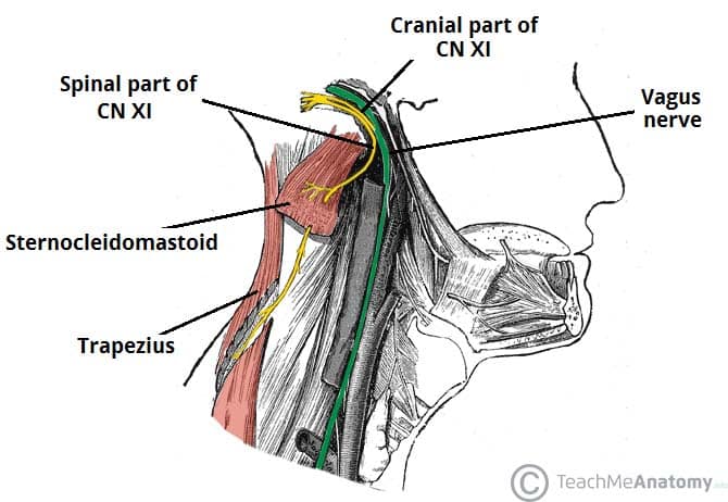 The Accessory Nerve (CN XI) - Course - Motor - TeachMeAnatomy