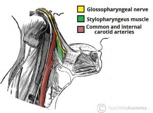 Lateral view of the neck illustrating the innervation of the stylopharyngeus muscle by the glossopharyngeal nerve (CN IX).