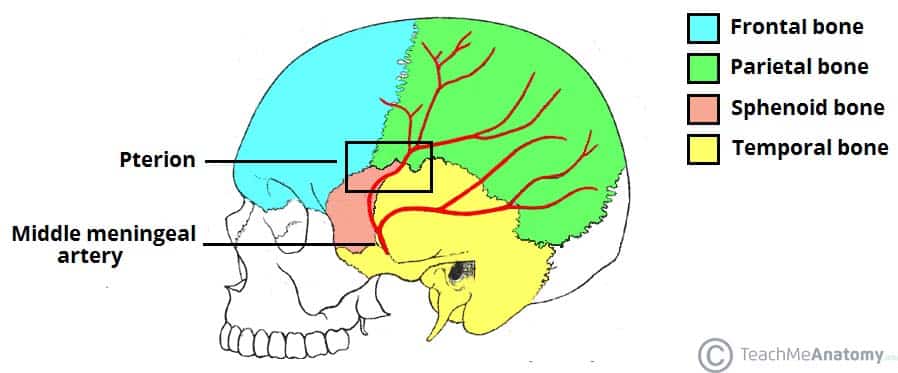 sphenoid bone anatomy skull