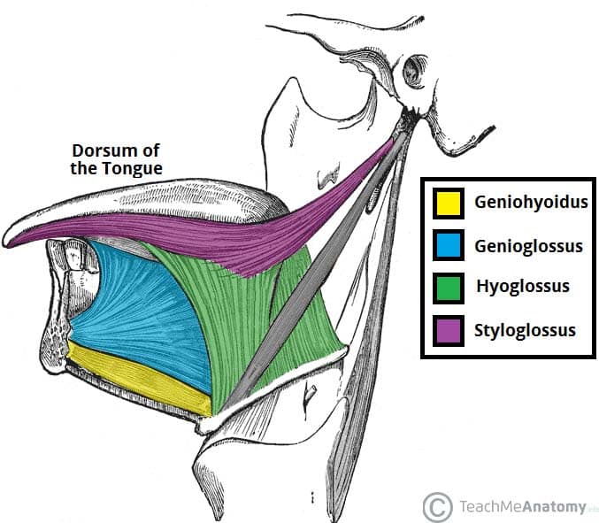 The Tongue - Muscles - Innervation - Vasculature ... diagram of tongue muscles 