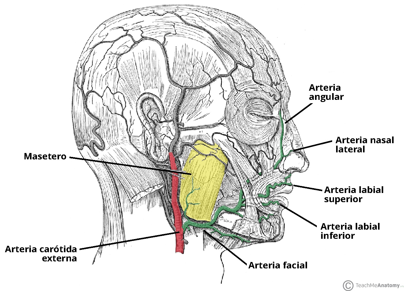 Anatomical illustration showing the course of the facial artery.