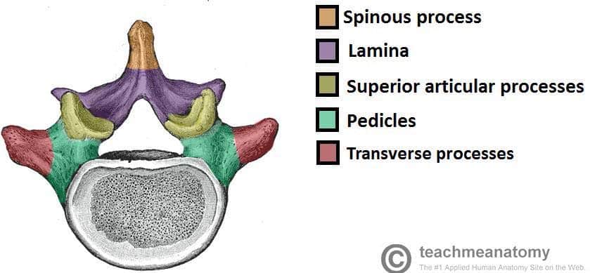 Fig 1.1 - Superior view of a lumbar vertebrae, showing its characteristic features.
