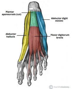 Illustration of the first layer of plantar muscles in the foot, showing the flexor digitorum beneath the cut plantar aponeurosis.
