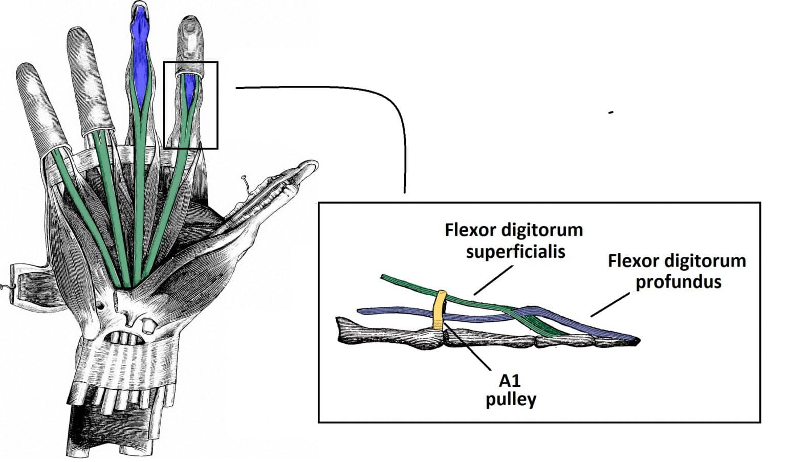 The Flexor Pulley System Of The Hand Annular Cruciate Oblique Teachmeanatomy 1847