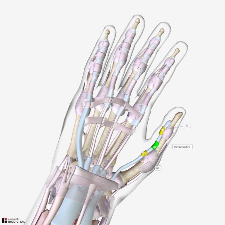 Finger Pulleys Anatomy