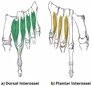 Illustration of the fourth layer of the plantar muscles, featuring the unipennate plantar interossei and bipennate dorsal interossei.