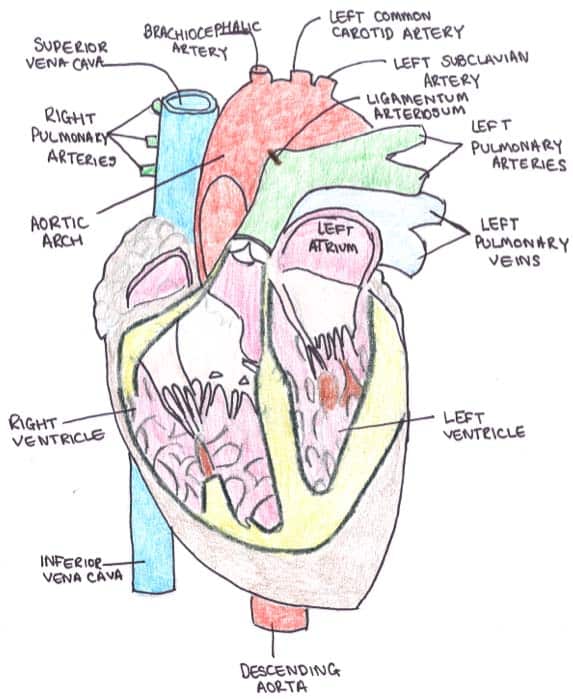 Fig 1.0 - Anterior view of the heart, and its great vessels.
