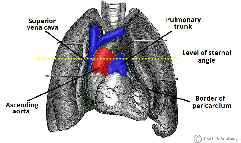 Mediastinum - Heart and Lungs