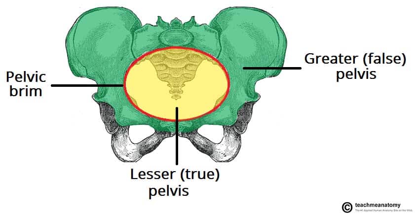 Bones of the pelvic girdle (Fig. 10.6) Diagram