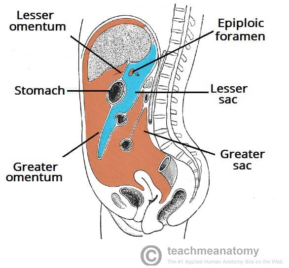 Detailed diagram of the structure from inside of the stomach Stock
