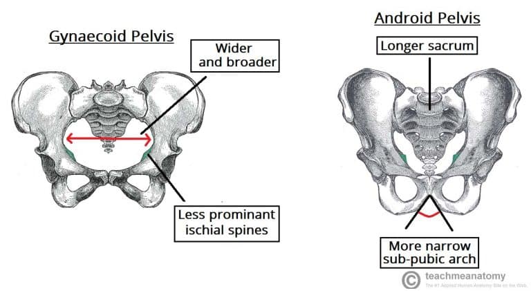 Sacrum Anatomy: Structure, Surfaces, Muscles, and Clinical Notes for ...