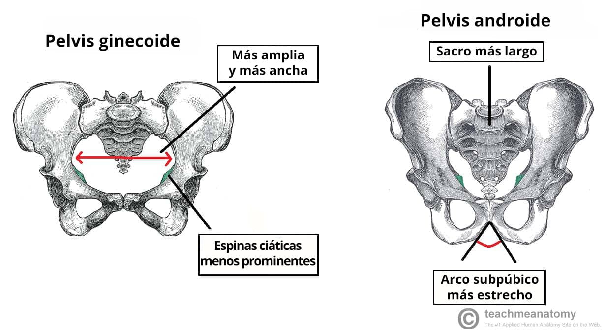 Comparación de la anatomía de la pelvis ginecoide y la pelvis androide.