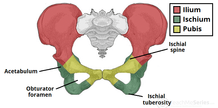 What Is The Ilium Called Anatomy Abdomen And Pelvis Bones Ilium 