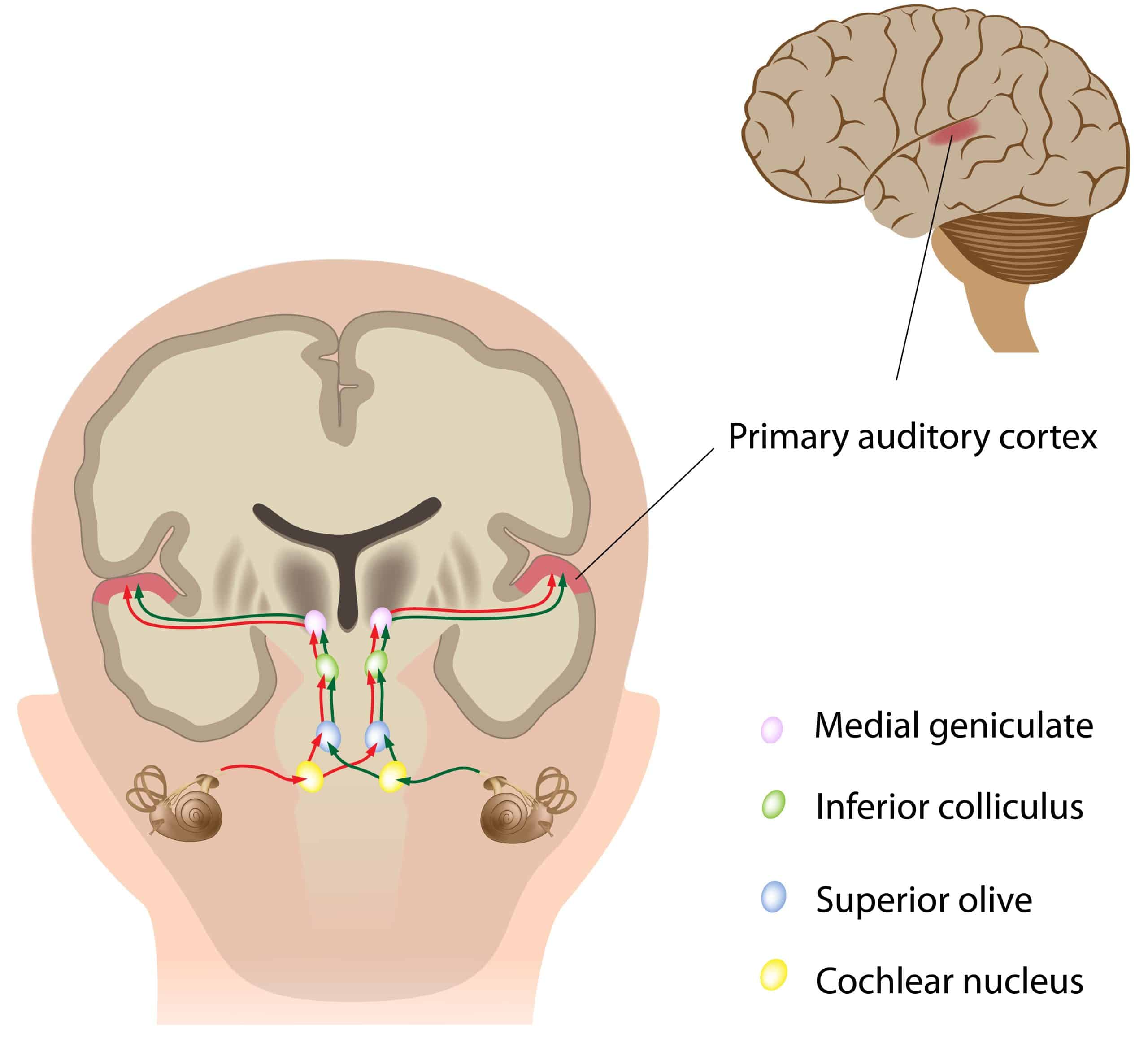 Venous Drainage of the Central Lobe, Neuroanatomy