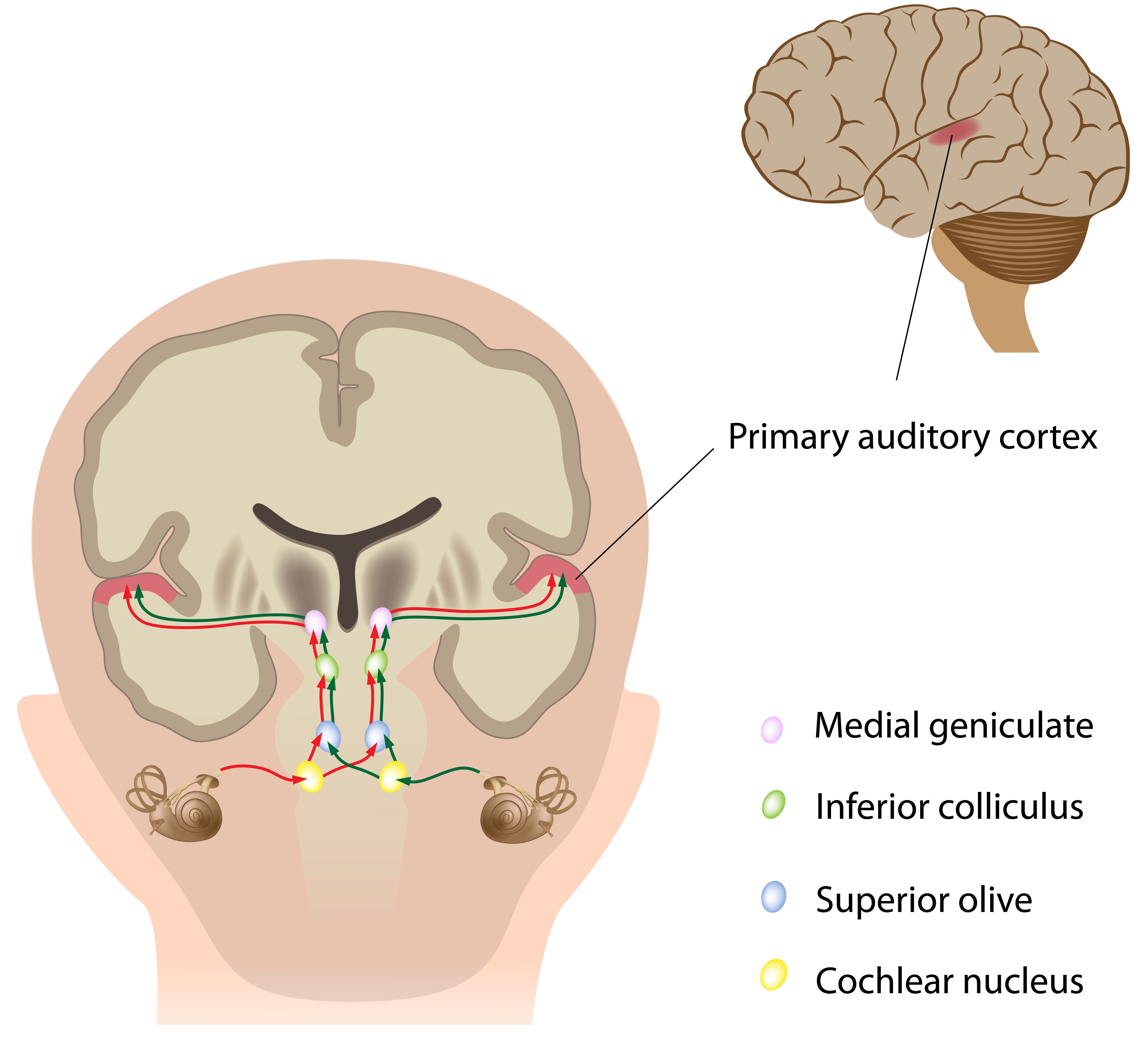 Auditory Processing Anatomical Model