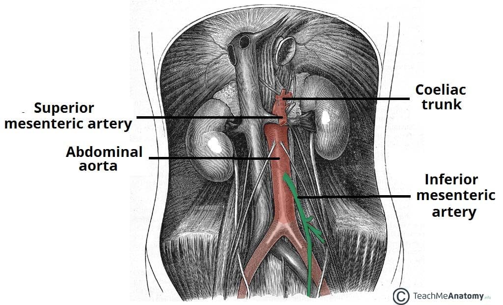 The Inferior Mesenteric Artery Position Branches Teachmeanatomy