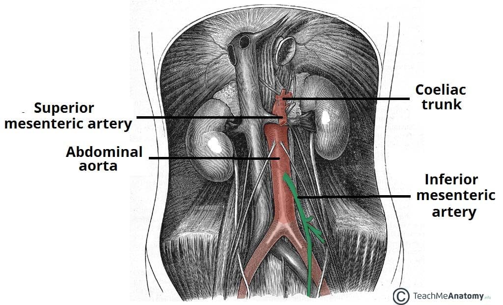 Celiac Trunk Abdominal Aorta Branches