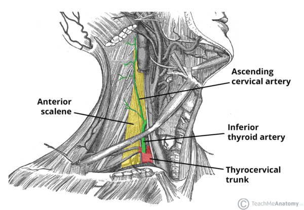 Inferior Thyroid Artery - Course - Supply - TeachMeAnatomy