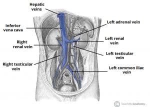 Illustration depicting the inferior vena cava and its major tributaries, highlighting the left adrenal and left testicular veins draining into the left renal vein.