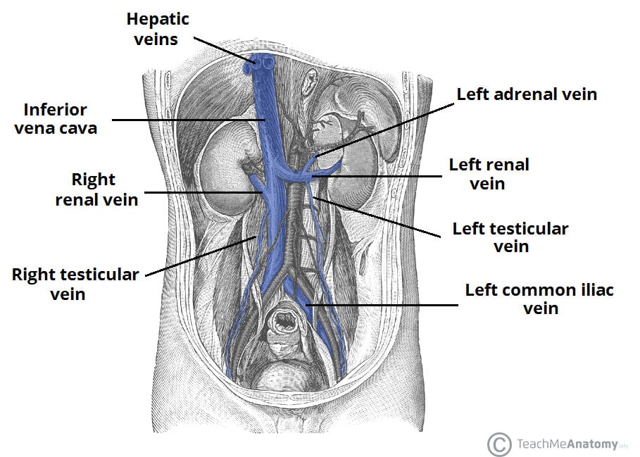 superior mesenteric vein cadaver