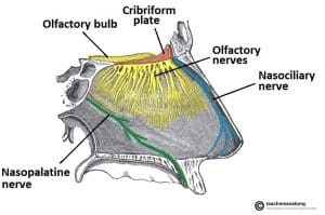 Lateral view of the nasal septum highlighting the olfactory bulb and cribriform plate relationship.