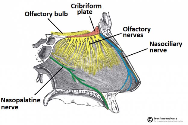 https://teachmeanatomy.info/wp-content/uploads/Innervation-of-the-Nasal-Septum-Olfactory-Nasopalatine-and-Nasociliary-Nerves-624x414.jpg