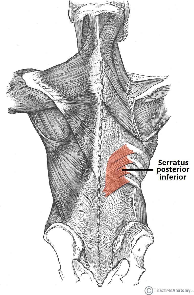Fig 1.0 - The serratus posterior inferior.
