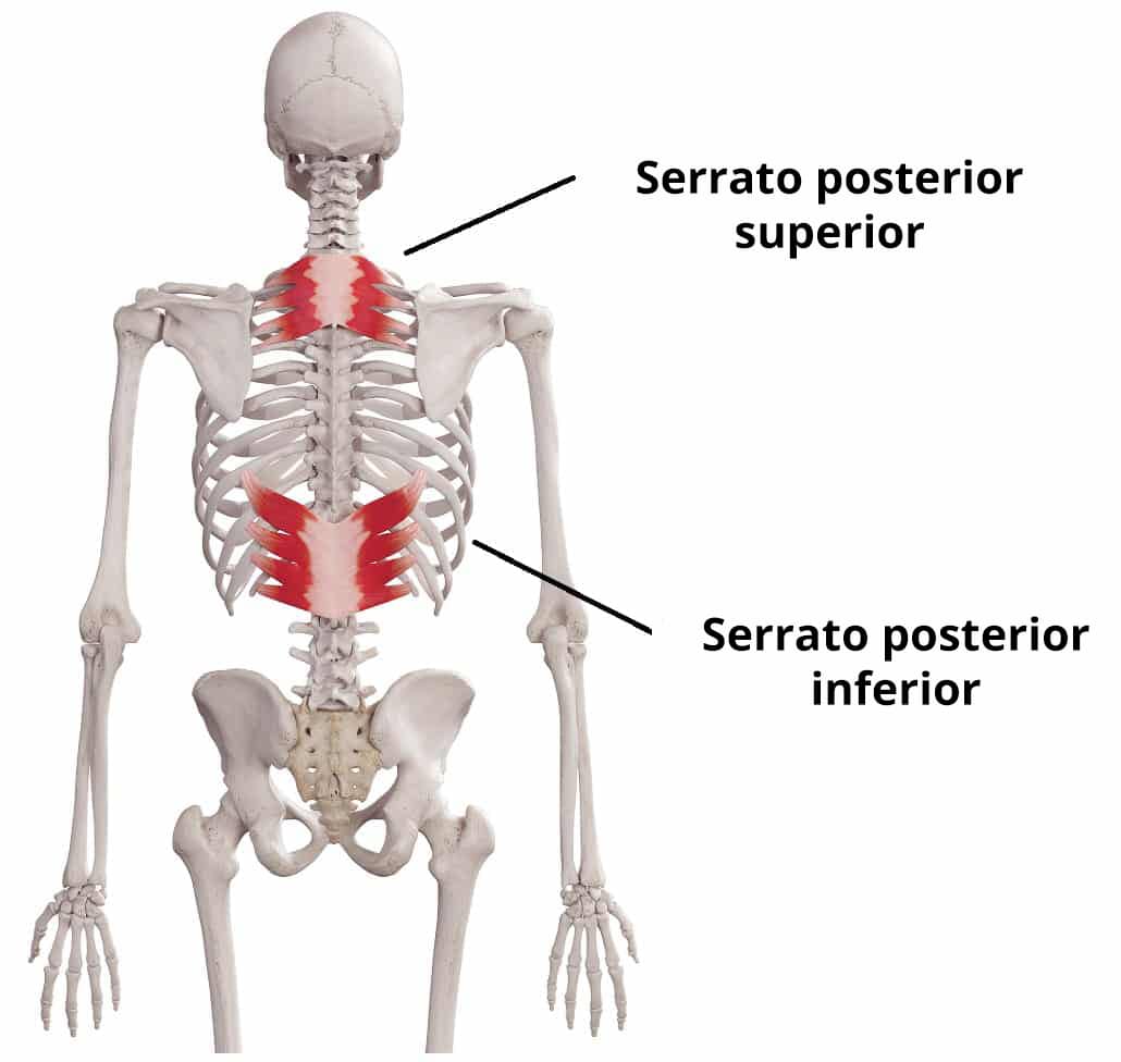 Serrato posterior inferior - Inserciones - Acciones - TeachMeAnatomy