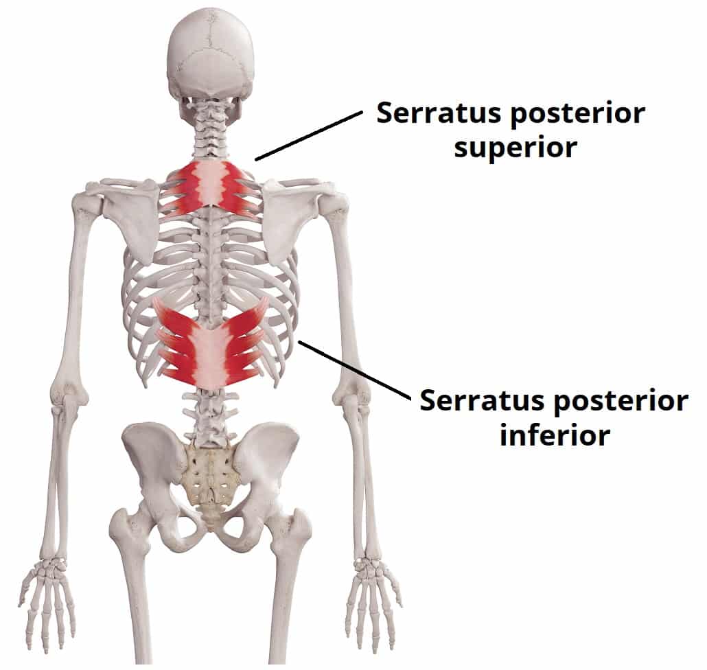 serratus posterior superior origin and insertion