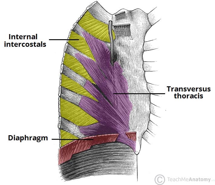 Fig 2 - View of the internal aspect of the thoracic wall. The internal intercostal and transverse thoracis muscles are visible.