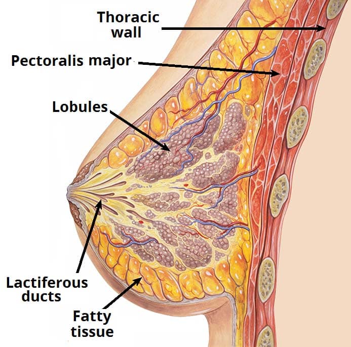 Fig 2 - The internal structure of the breast