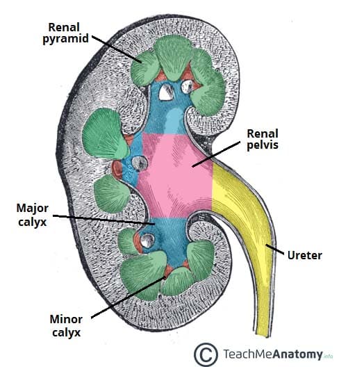 simple kidney diagram