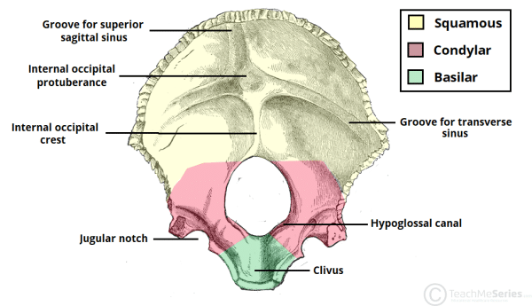 The Occipital Bone Landmarks Attachments Teachmeanatomy 1220