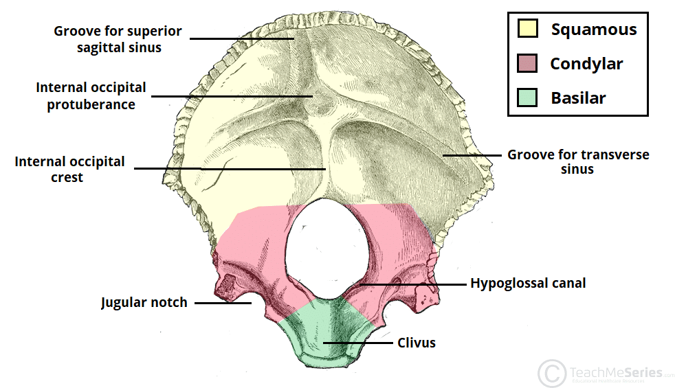 The Occipital Bone Landmarks Attachments Teachmeanatomy 9813