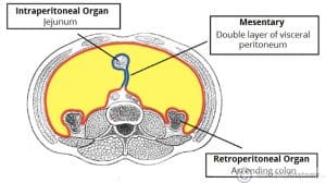 Illustration of intraperitoneal and retroperitoneal organs for anatomical reference.