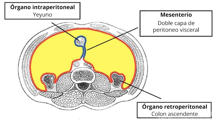 Illustration of intraperitoneal and retroperitoneal organs for anatomical reference.