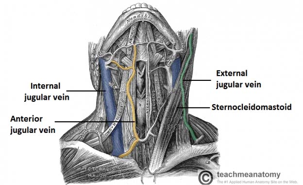 Venous Drainage of the Head and Neck - Dural Sinuses - TeachMeAnatomy