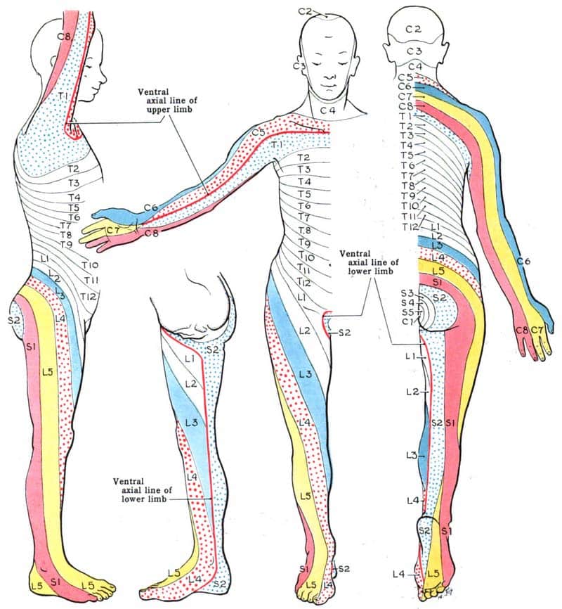 Dermatomes - Development - Maps - TeachMeAnatomy