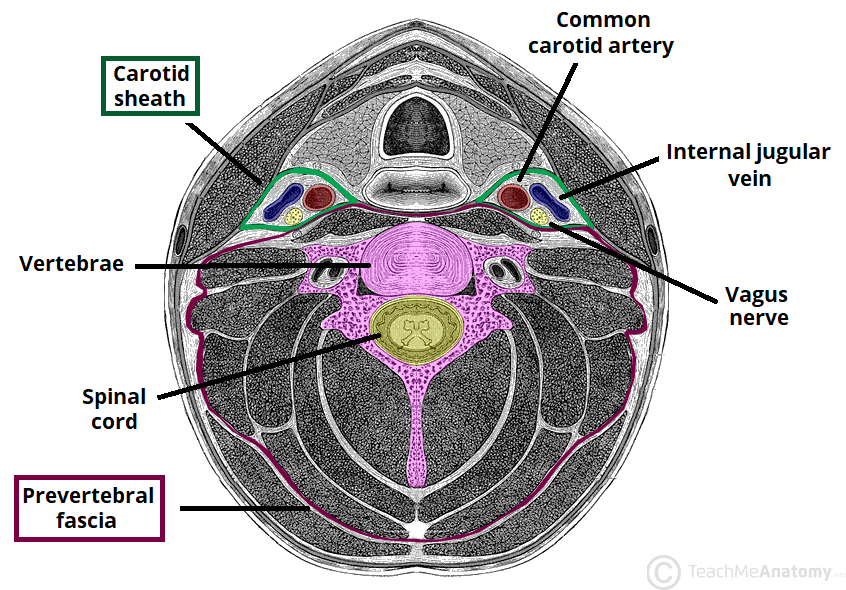 Fasce cervicali