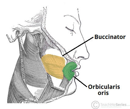 orbicularis oris innervation
