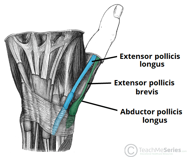 https://teachmeanatomy.info/wp-content/uploads/Labelled-Tendons-of-the-Anatomical-Snuffbox-Hand-TeachMeAnatomy.png
