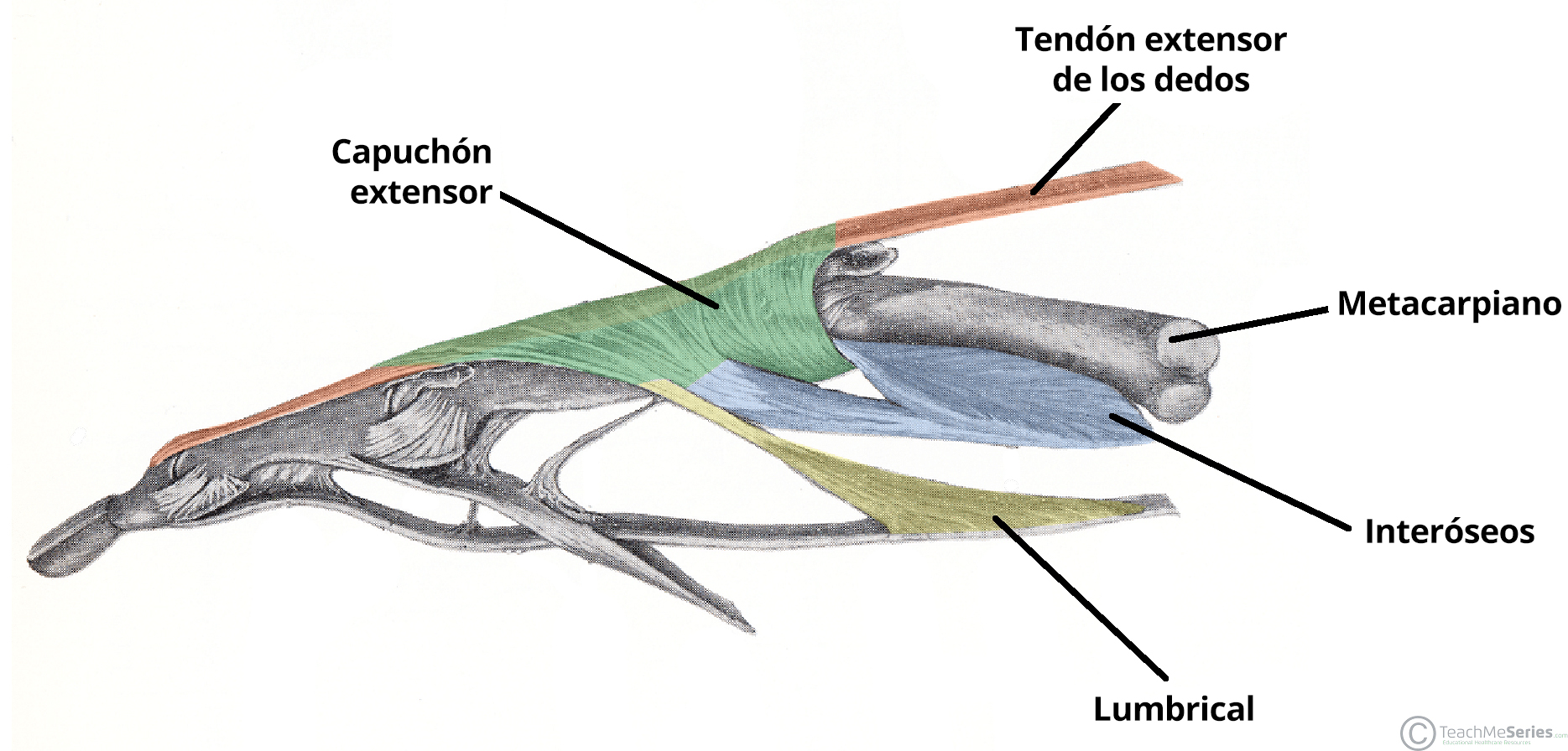Vista lateral del aparato extensor de la mano, en la que se destacan los puntos de inserción de los músculos lumbricales e interóseos.