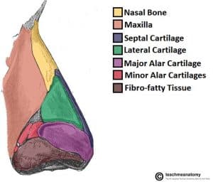 Fig 1.0 - Lateral view of the external nasal skeleton