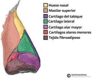 Fig. 1.0: vista lateral del esqueleto nasal externo.